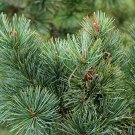 10 seeds Pinus pumila Siberian Dwarf Pine, easy to grow  #SRPY81