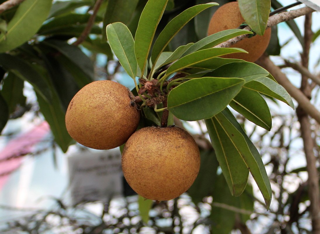 5 fruit seeds Manilkara zapota Chicle. fast growing   #SRPY81