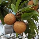 5 fruit seeds Manilkara zapota Chicle. fast growing   #SRPY81