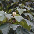 10 Seeds Ochroma lagopus Rare Pillow    #SRPY81