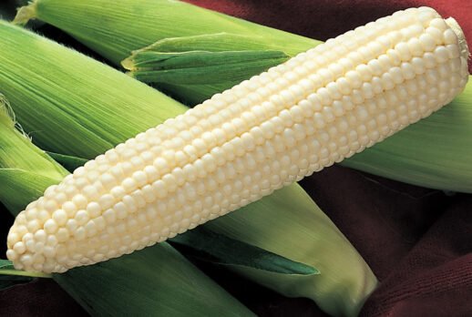 Silver King Corn Premium 50 Seeds, easy to grow    #SRPY81