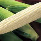 Silver King Corn Premium 50 Seeds, easy to grow    #SRPY81