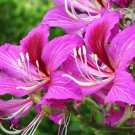 10 flower seeds Bauhinia purpurea Purple Orchid      #SRPY81