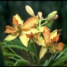 5 seeds Tamarindus indica  orchid like blooms Container Bonsai   #SRPY81