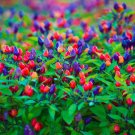 10 seeds Filius Blue Pepper, easy to grow    #SRPY81