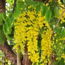 Flower seeds yellow Cassia fistula Golden Shower, 10 seeds   #SRPY81