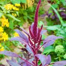 100 seeds Amaranthus cruentus Purple Grain, easy to grow     #SRPY81
