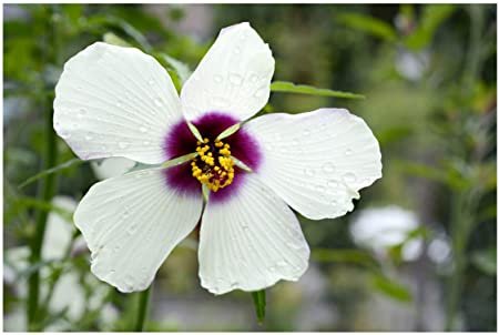 10 flower seeds Hibiscus White Kenaf, fast growing   #SRPY81