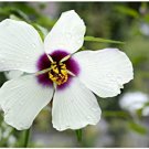 10 flower seeds Hibiscus White Kenaf, fast growing   #SRPY81