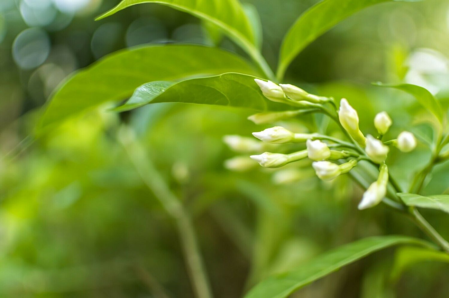 Merope angulata Mangrove Lime,  5 seeds     #SRPY81