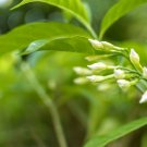 Merope angulata Mangrove Lime,  5 seeds     #SRPY81