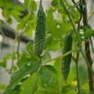 5 Rare Seeds Indian Bitter Gourd Momordica charantia, easy to grow   #SRPY81