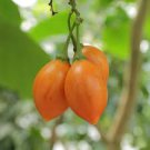 10 fruit seeds Solanum Betacea Yellow Tropical Tree Tomato Pink  #SRPY81