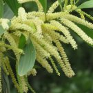 10 Seeds  Acacia mangium Tropical Plant   #SRPY81