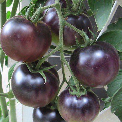 10 vegetable seeds Black Cherry Tomato    #SRPY81