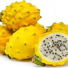 10 fruit seed  Yellow Dragon Fruit  White Interior  Hylocereus megalanthus #SRPY81