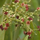 5 Seeds Santalum album Indian Sandalwood Rare Tropical   #SRPY81