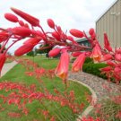 15 Seeds Red Yucca garden Succulent     #SRPY81