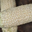50 vegetable seeds Country Gentleman Heirloom White sweet Corn     #SRPY81