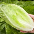 200 vegetable seeds Parris Island Cos Lettuce   #SRPY81