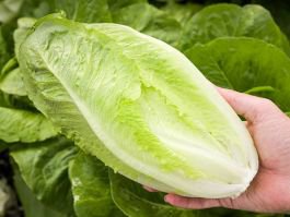 200 vegetable seeds Parris Island Cos Lettuce   #SRPY81
