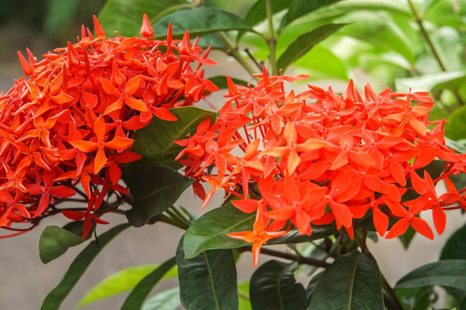 5 flower seeds red Gum karaya, easy to grow  #SRPY81