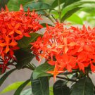 5 flower seeds red Gum karaya, easy to grow  #SRPY81