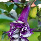 10 seeds Datura metel Single Purple Angels, easy to grow   #SRPY81