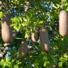 5 flower Seeds rare Kigelia africana pinnata Sausage    #SRPY81