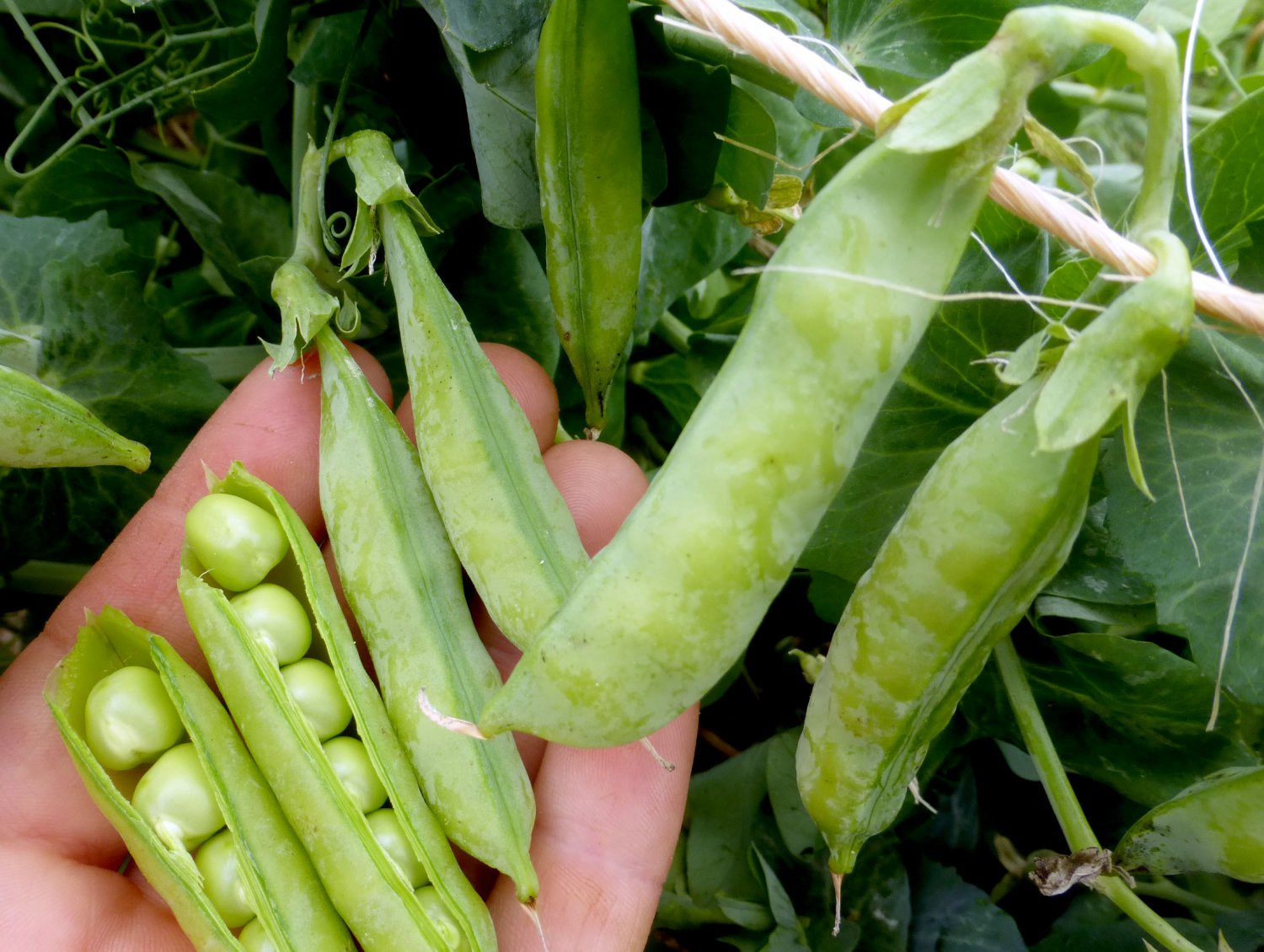 50 vegetable seeds Little Marvel Shelling Pea      #SRPY81