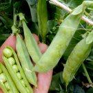 50 vegetable seeds Little Marvel Shelling Pea      #SRPY81