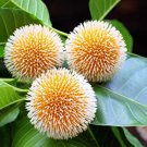 20 seeds Neolamarckia cadamba Kadam  Aromatic Orange    #SRPY81
