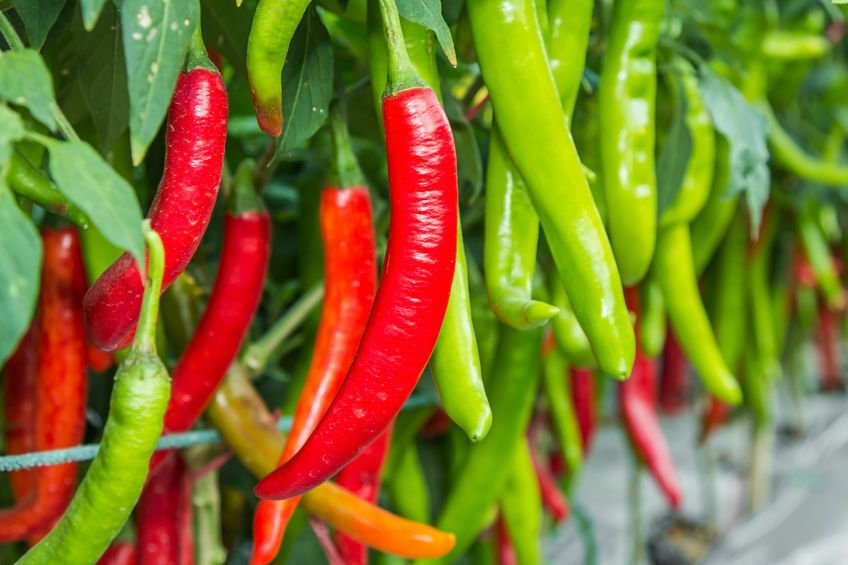 10 seeds Vietnamese Chile Pepper Ot Hiem    #SRPY81