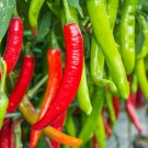 10 seeds Vietnamese Chile Pepper Ot Hiem    #SRPY81