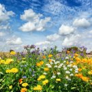 250 flower seeds Serendipity's Perennial  Mix Lots of Color  #SRPY81