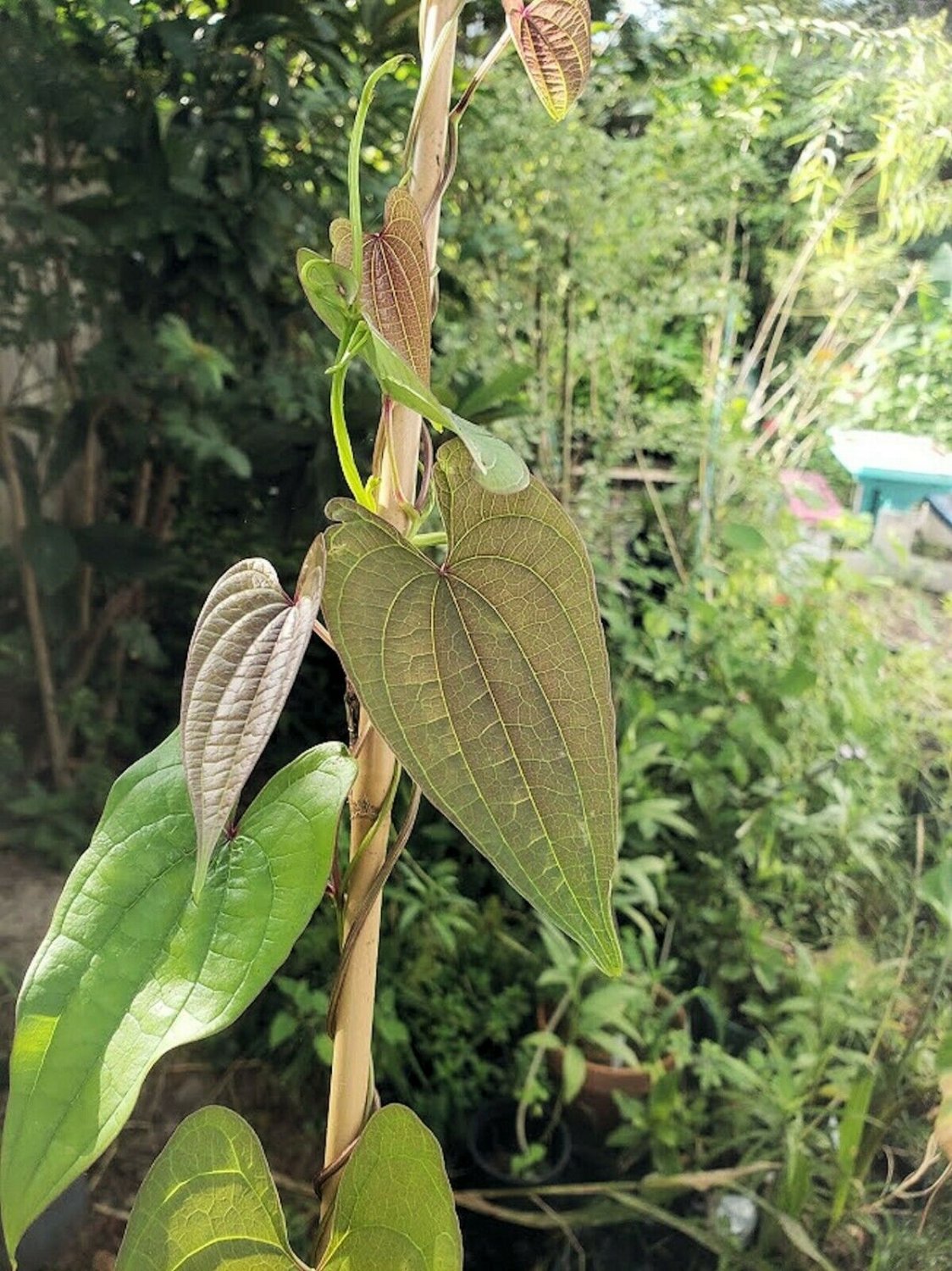 10 seeds Rarely Produced   Dioscorea hamiltonii Mountain Yam    #SRPY81