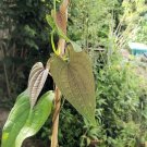 10 seeds Rarely Produced   Dioscorea hamiltonii Mountain Yam    #SRPY81