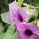 5 seeds purple Mountain Rose Vine, easy to grow  #SRPY81