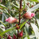 10 seeds Hibiscus sabdariffa Roselle, easy to grow   #SRPY81