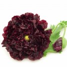 100 flower  Seeds Double Black Poppy, easy to grow    #SRPY81