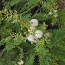 10 seed Acacia angustissima Prairie  White ball acacia. easy to grow     #SRPY81