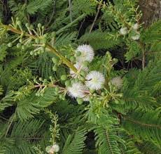 10 seed Acacia angustissima Prairie  White ball acacia. easy to grow     #SRPY81