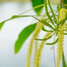 10 flower  seeds yellow  Acacia mangium Hickory Wattle  Multi Purpose  #SRPY81