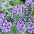 12000 flower seeds Lacy Phacehelia purple color , easy to grow #LMES1