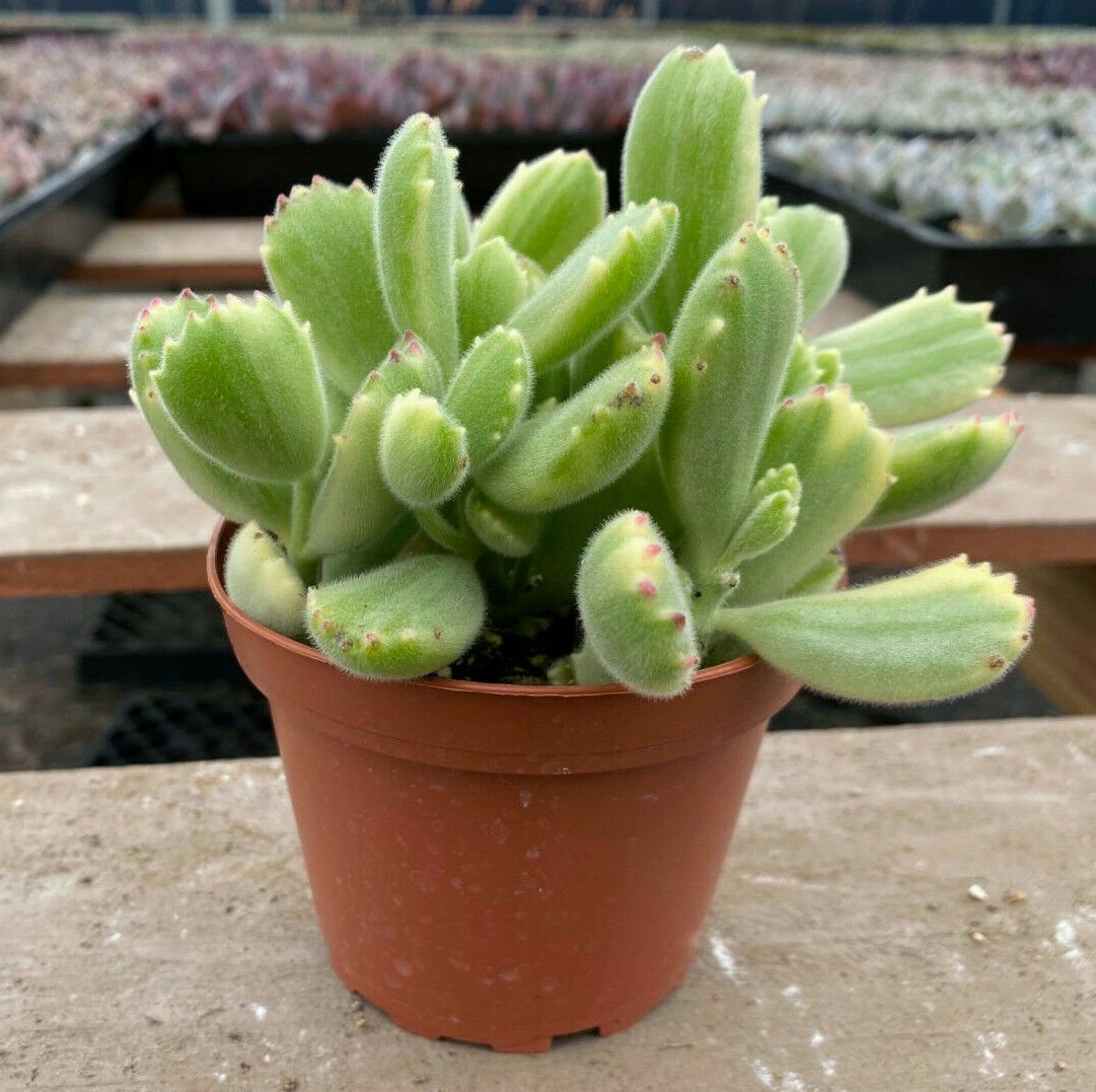 1 Succulent Live Plant -  Cotyledon Tomentosa Variegated Bear&acirc;��s Paw - size 4" Fully Rooted #TNGD7