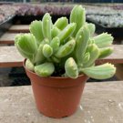 1 Succulent Live Plant -  Cotyledon Tomentosa Variegated Bear’s Paw - size 4" Fully Rooted #TNGD7