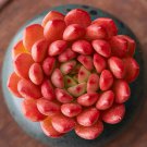 1 Succulent   Live Plant - Sedeveria Pink Ruby Fully Rooted -  in 2" Planter  pot #TNGD7