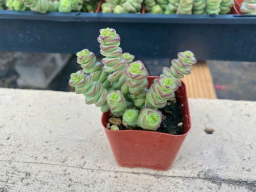 1 Live Rare Succulent Plant - Crassula cv.  Jade Necklace  Fully - Rooted in 2&acirc;�� Pot #TNGD7