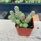 1 Live Rare Succulent Plant - Crassula cv.  Jade Necklace  Fully - Rooted in 2” Pot #TNGD7