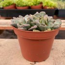 1 Succulent  Live Plant -Titanopsis calcarea Fully Rooted - in 4 inch Planter w/ Soil #TNGD7